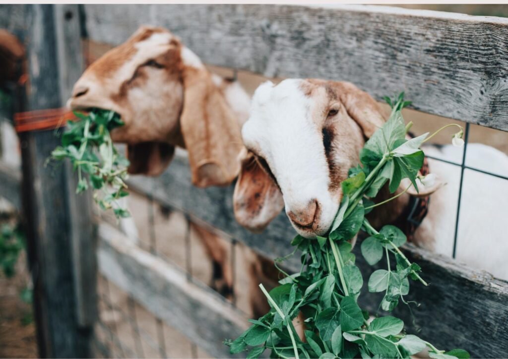 Bolehkah Makan Daging Aqiqah Kita Sendiri?