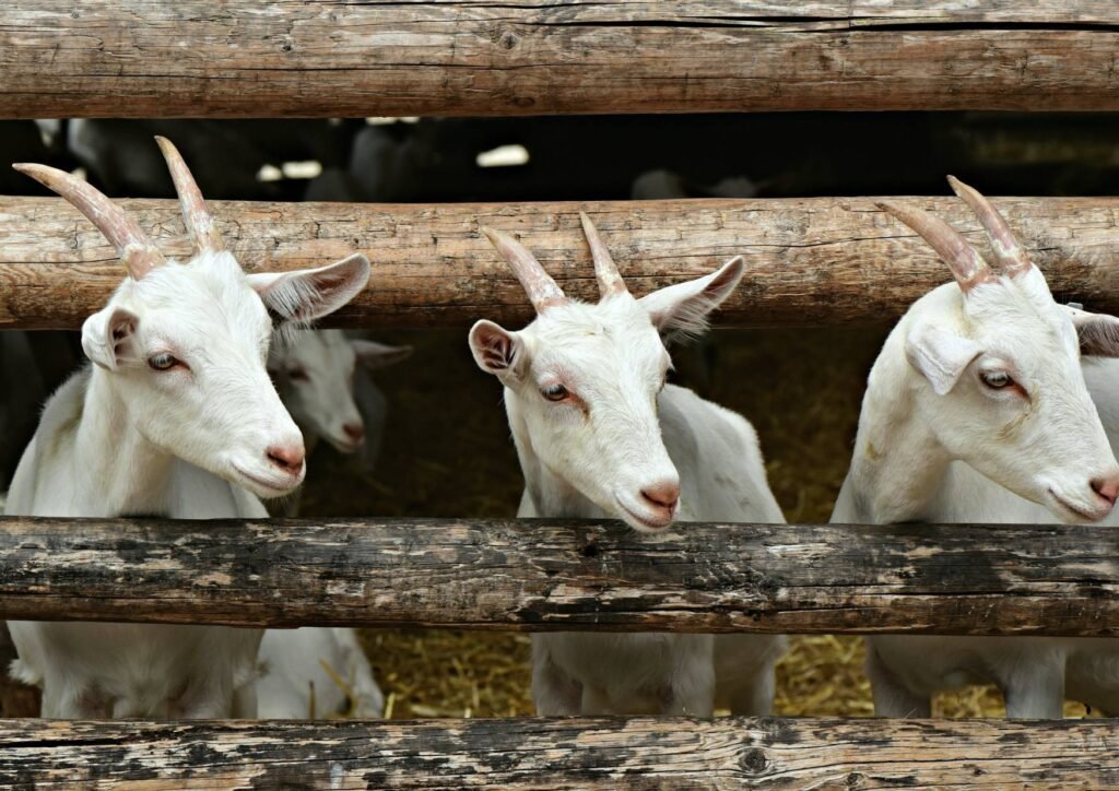 Bagaimana Aqiqah Untuk Orang Yang Sudah Meninggal